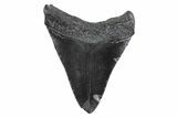Juvenile Megalodon Tooth - South Carolina #362206-1